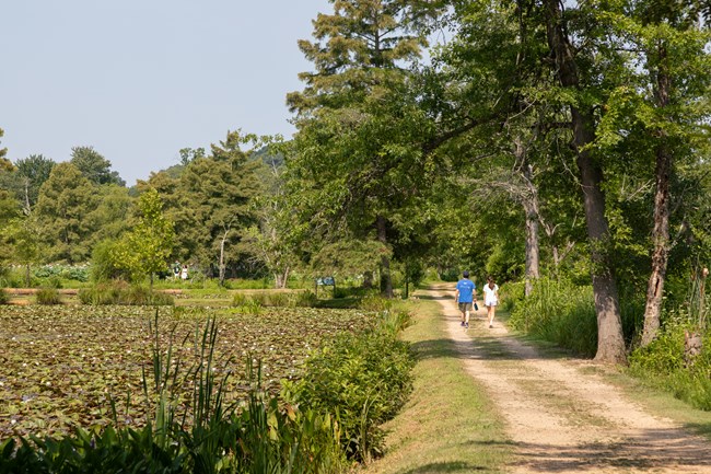 Visitors walk on a dirt path between trees and a large pond.
