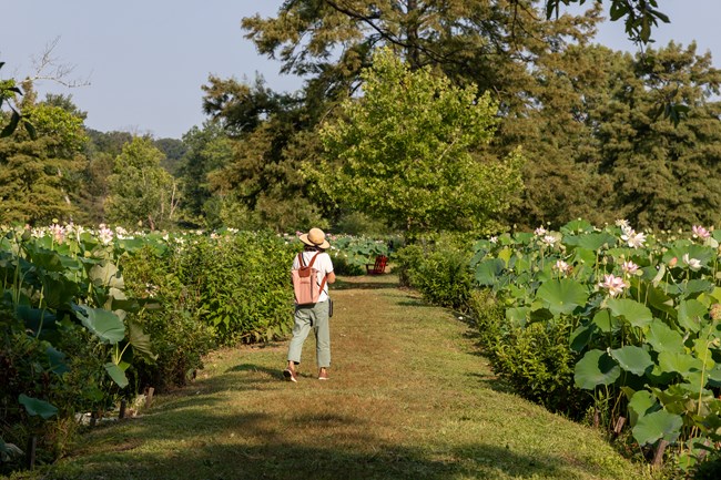 A visitor walks on a grass path lined with lotus flowers in bloom.