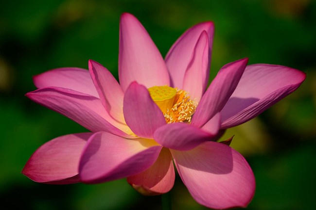 A lotus flower with 13 pink pedals and a yellow center is open in the sunshine with a green background.