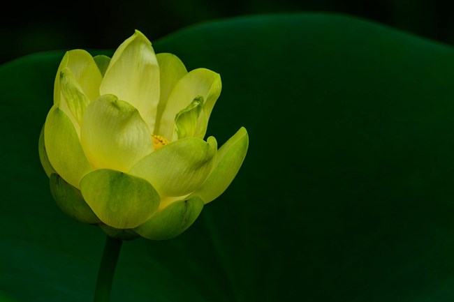 An American Lotus with yellow pedals is blooming.