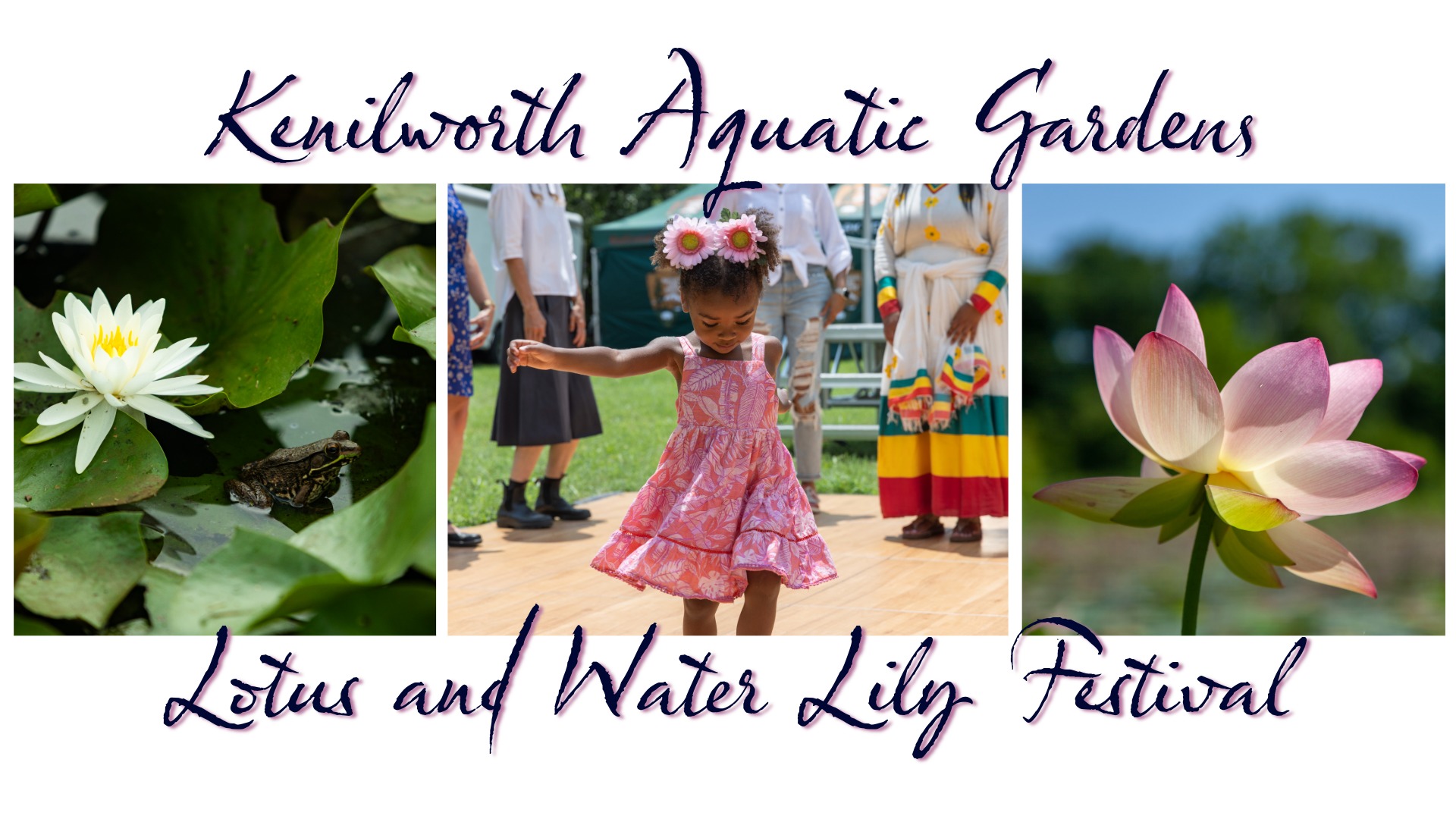 Lotus and Water Lily Festival