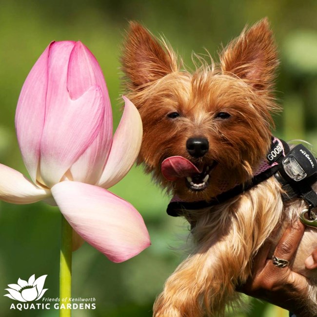 small brown lap dog, being held up next to lotus with its tongue out.