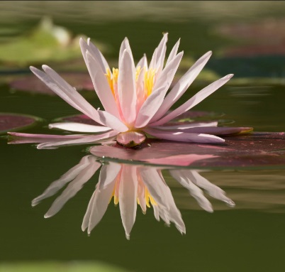 Tropical Water Lily Icon Tropical Water Lily Icon