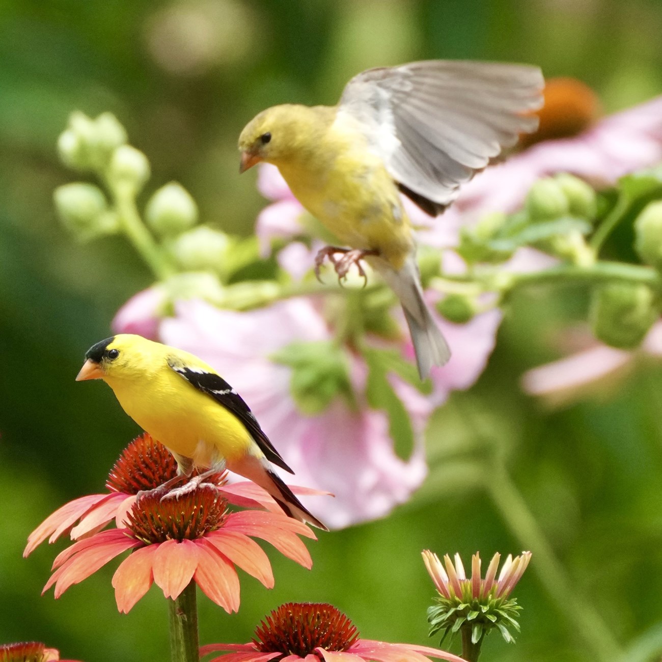 Two yellow goldfinch birds are visiting flowers.