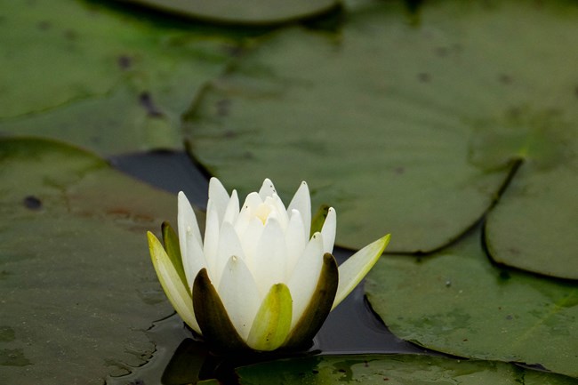 A white water lily emerges from a pond surrounded by water lilies.