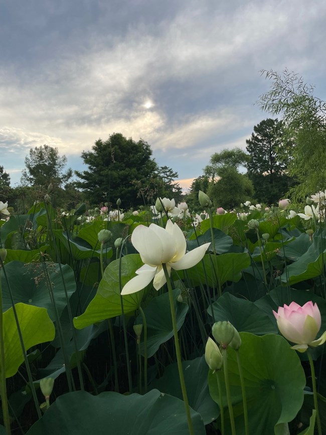 A lotus pond is full of blooms and seed pods.