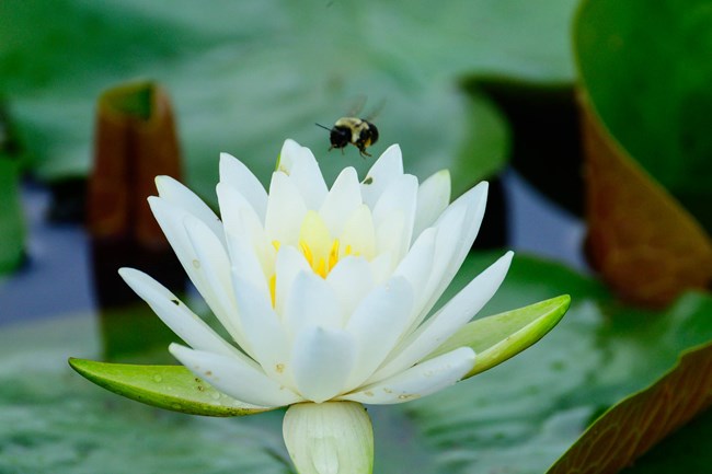 A bee flies above a white water lily flower, with a lily pad in the water behind it.