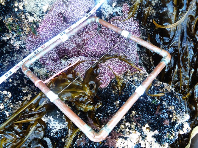 A purple sea star clings to a rock, underneath a Quad. 