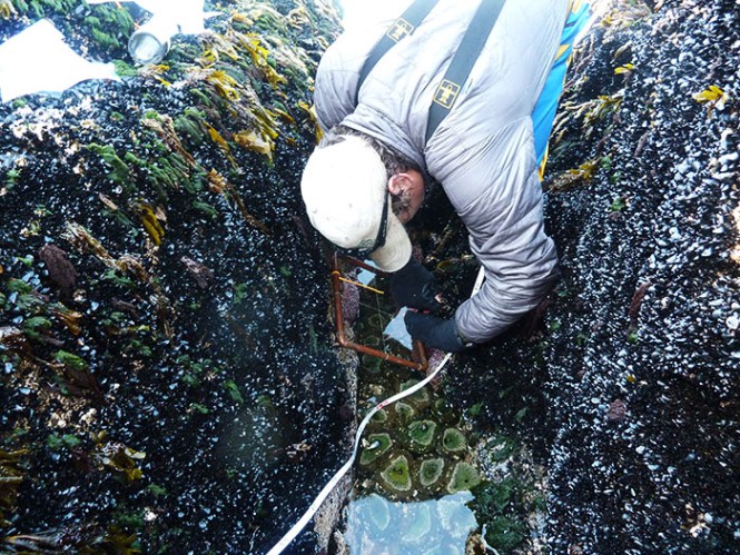 A park tech reaches down in to a crack in the rock to retrieve equipment. 