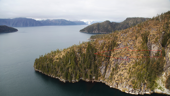 Aerial view of a tree with bald eagle nest marked by a red arrow. Photo: NPS/Elisa Weiss