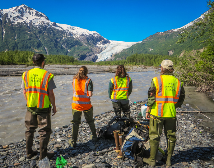 Kenai Fjords Exotic Plant Management Team members survey the Exit Glacier outwash plain for invasive plants.
