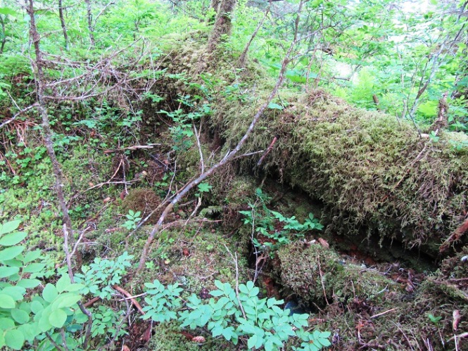 Logs are laying in a wooded area, and are overgrown with moss. 