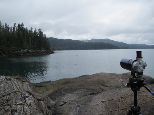 Observing Sea Otters