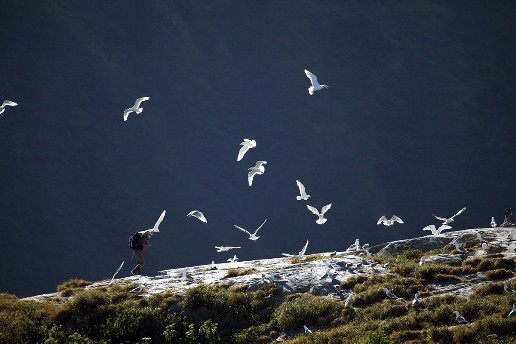Squab Island Gulls
