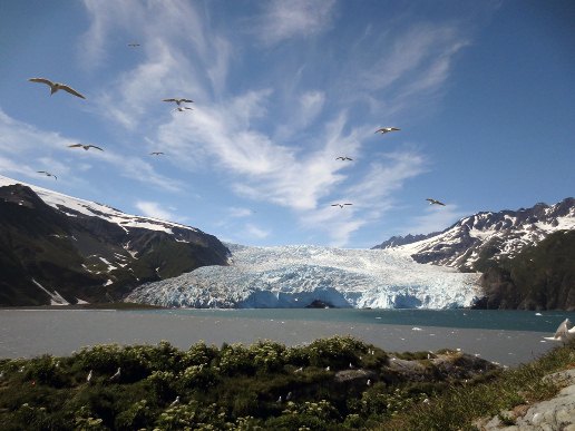 Gulls over Squab Island