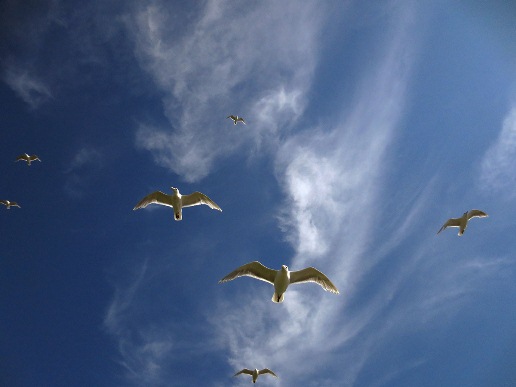 Hovering Glaucous-winged Gulls