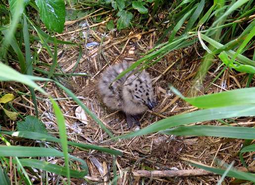 Glaucous-winged gull chick