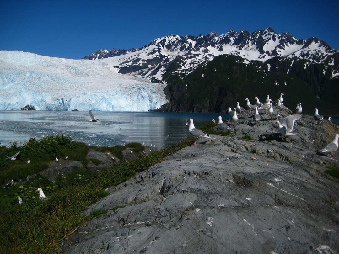 seabird colony study