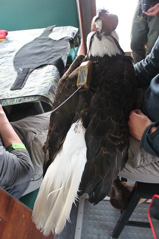 Bald Eagle GPS Transmitter