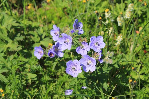 Geraniums