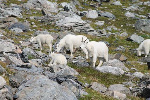 Mountain Goats