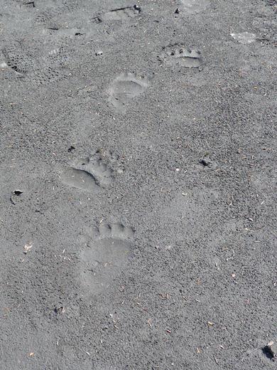 Bear Tracks