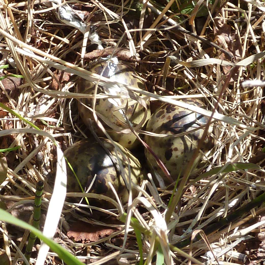 Snipe nest; 3 eggs