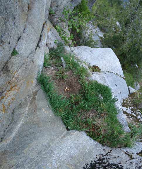 Peregrine falcon nest, Aialik Cape