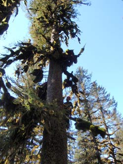 Tree climbing to a nest