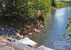 The restored stream bank a few days after the project