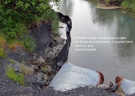 The stream bank at the start of the project