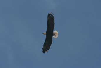 Eagle soaring