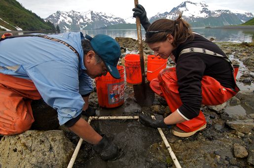 Digging for Clams