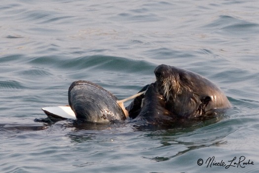 Sea Otter