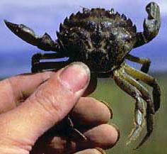 greencrab