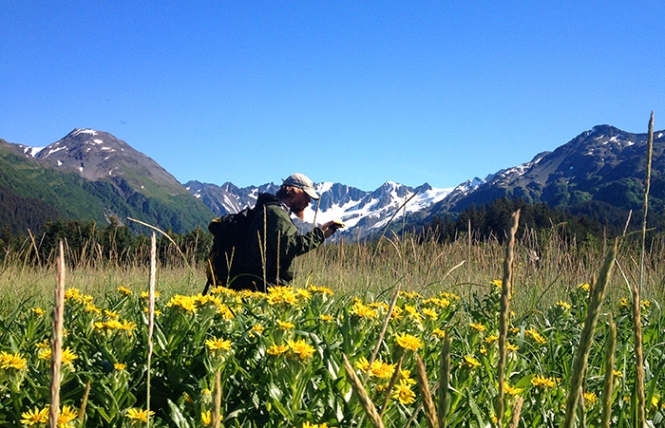 A park tech walks through a field of flowers. 