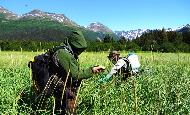 Two park technicians stand in a field in protective gear, spraying herbicides on invasive dandelions. Two park technicians stand in a field in protective gear, spraying herbicides on invasive dandelions.