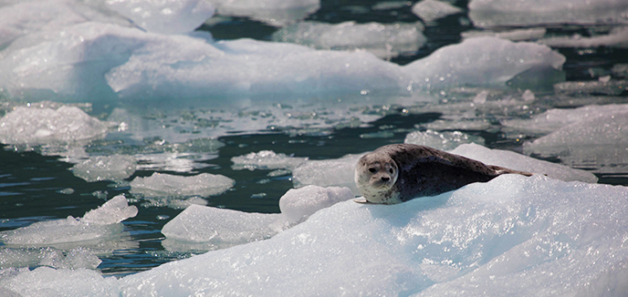 Harbor Seal on an Iceberg, Northwestern Fjord, Kenai Fjords National Park