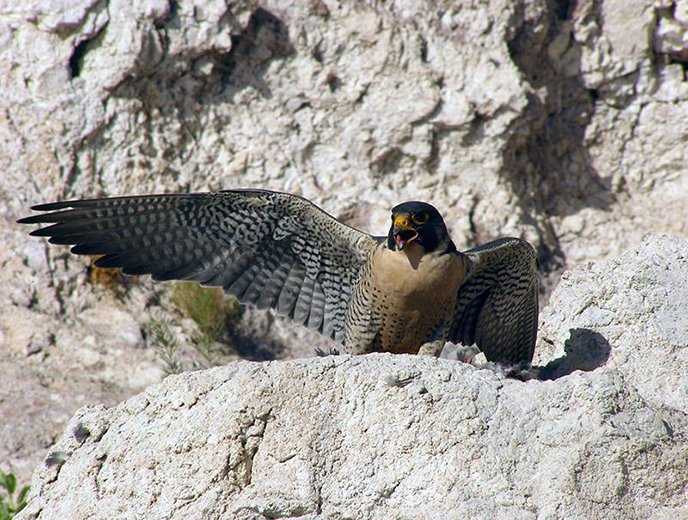 Perched Peregrine