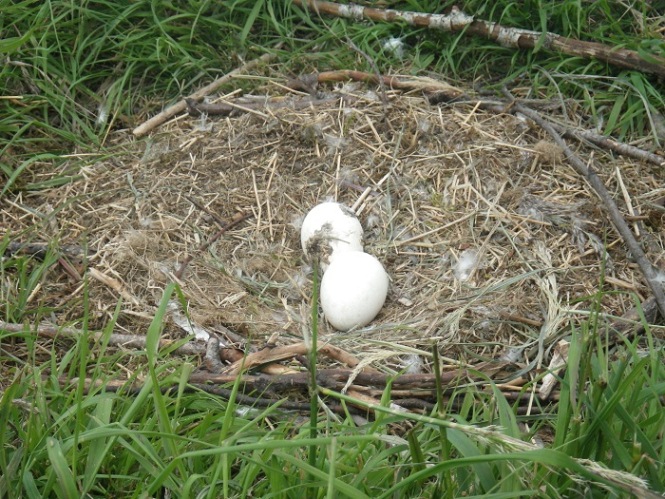Two eagle eggs in a nest.