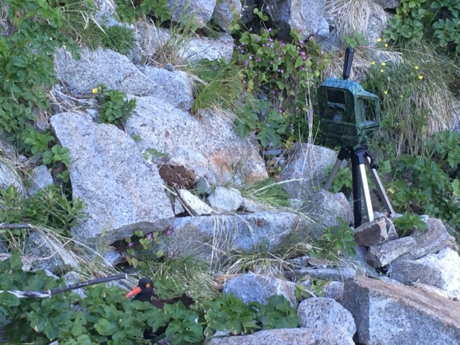 A camera is mounted next to a grassy hillside.