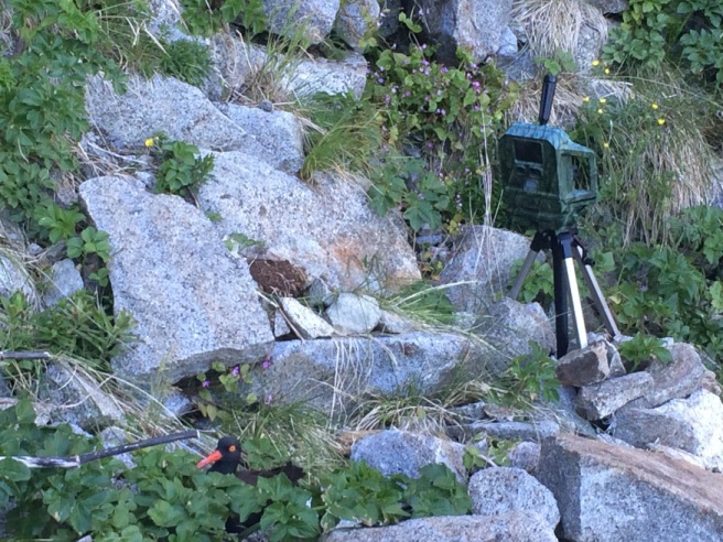 A camera is mounted next to a grassy hillside. A camera is mounted next to a grassy hillside.