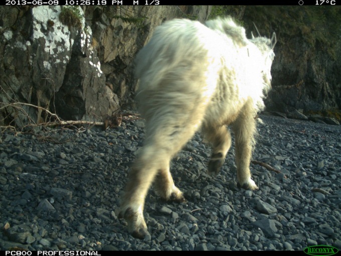 View of a the rear of a mountain goat as it walks on a rocky beach. View of a the rear of a mountain goat as it walks on a rocky beach.