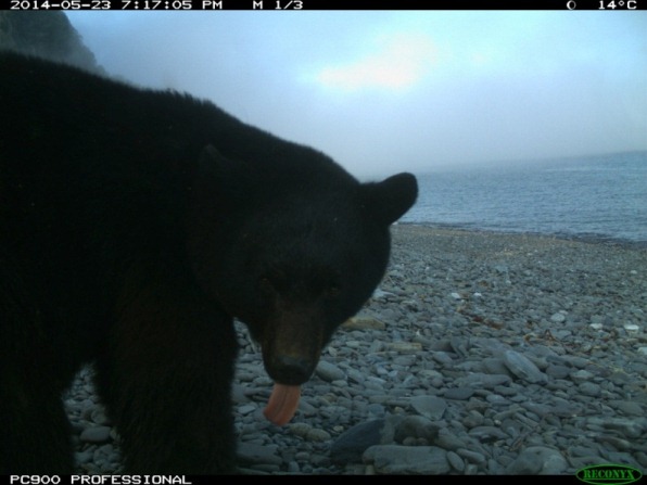 Profile of a black bear on a beach, and it's tongue out. Profile of a black bear on a beach, and it's tongue out.