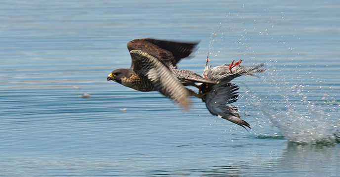 prey