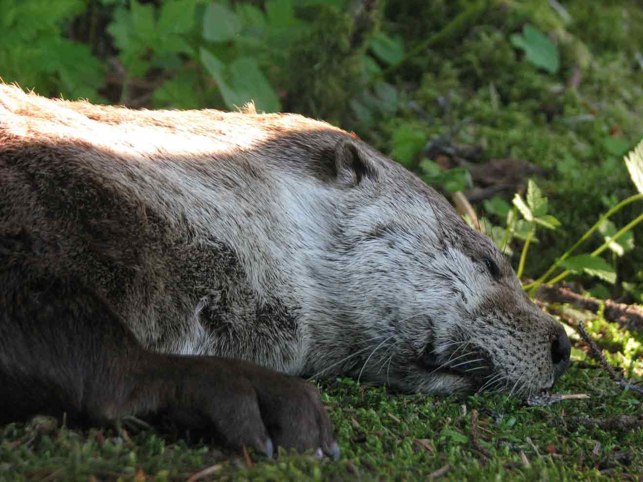 river_otter3web