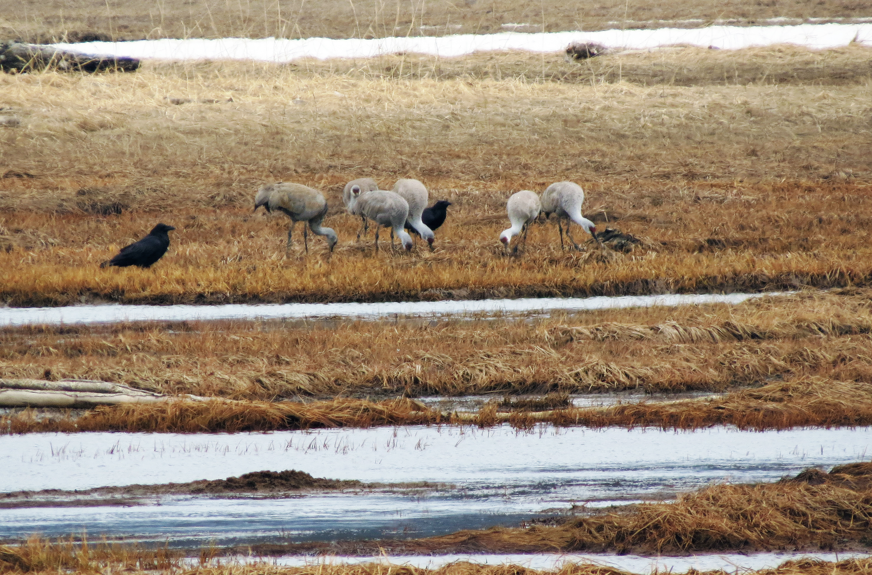 sandhill cranes and ravens