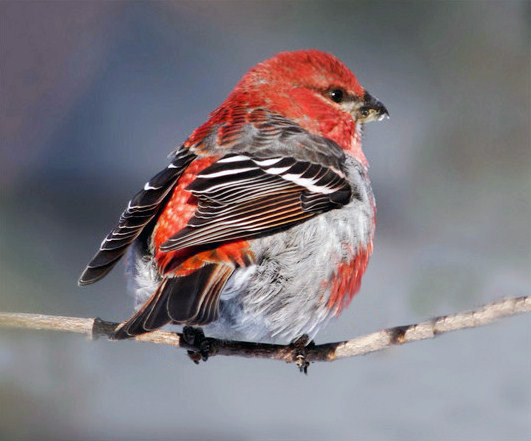 Pine Grosbeak