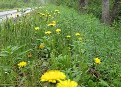 Exotic Dandelions along the Herman Leirer Road