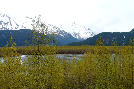 Young black cottonwood forest near Exit Glacier, with a (darker) spruce forest in the background.